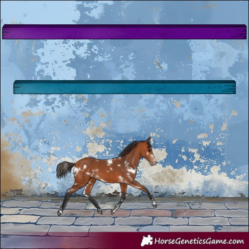 Horse Color:White Spotted Bay 