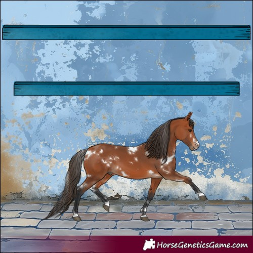 Horse Color:White Spotted Bay 