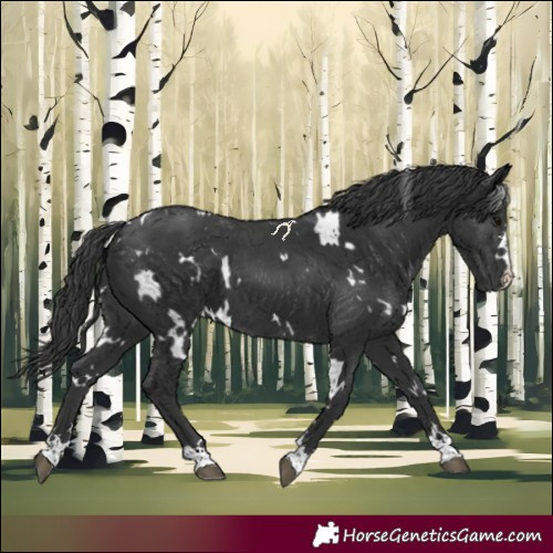 Horse Color:White Spotted Black 