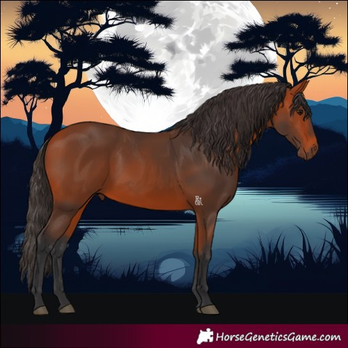Horse Color:Bay 