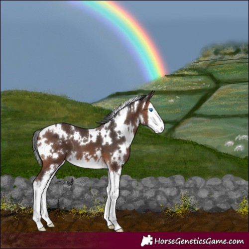 Horse Color:White Spotted Brown Splash 