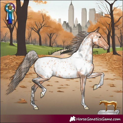 Horse Color:White Spotted Bay Near Leopard 