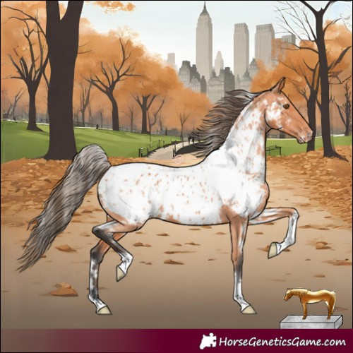 Horse Color:White Spotted Bay Appaloosa 