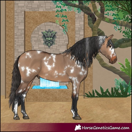 Horse Color:White Spotted Bay Dun 