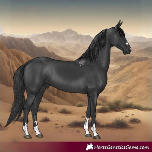 Horse Color:Black 