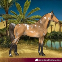 Horse Color:White Spotted Buckskin