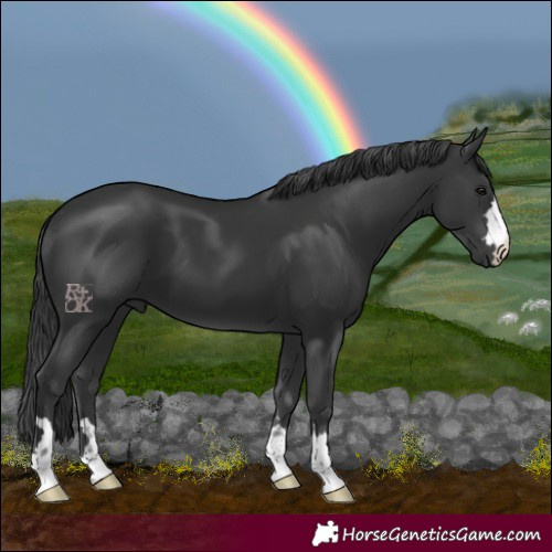 Horse Color:Black 
