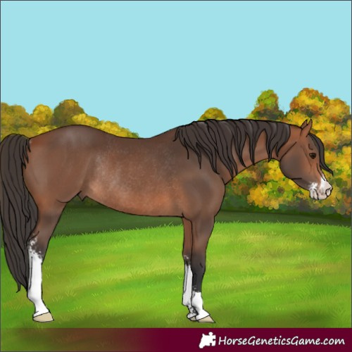 Horse Color:Bay Sabino Rabicano 