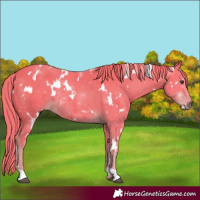 Horse Color:Watercolor White Spotted Liver Chestnut