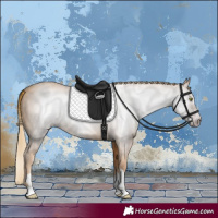 Horse Color:Gray Gold Champagne 