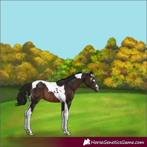 Horse Color:Gray Brown Tobiano Rabicano