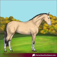 Horse Color:Buckskin Splash