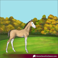Horse Color:Amber Cream Champagne Splash