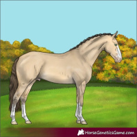 Horse Color:Amber Cream Champagne Dun 