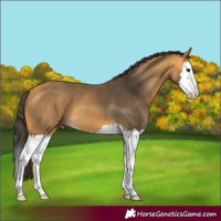 Horse Color:Buckskin Splash 