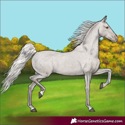 Horse Color:Silver Grullo Varnish 