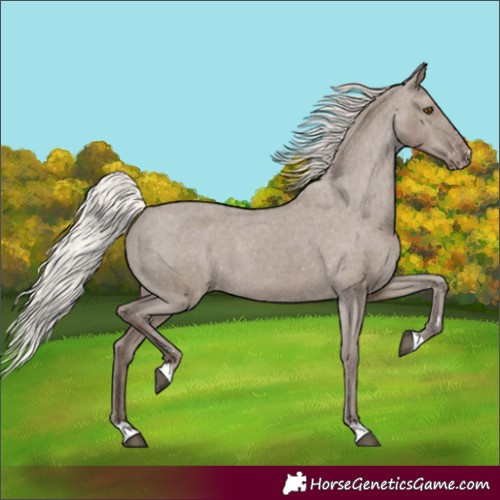 Horse Color:Silver Grullo Appaloosa 