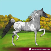 Horse Color:Blue Roan Tobiano Snowcap 