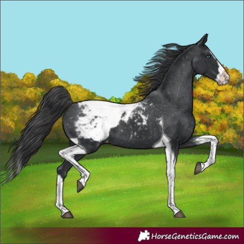 Horse Color:Black Splash Tobiano Appaloosa 