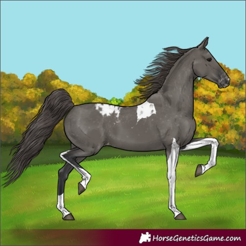 Horse Color:Grullo Tobiano Appaloosa 