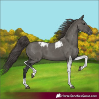 Horse Color:Grullo Tobiano Varnish 