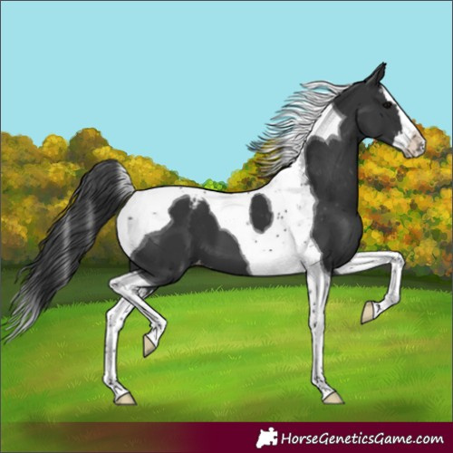 Horse Color:Black Splash Tobiano Varnish 