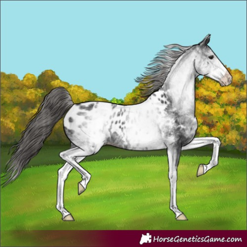 Horse Color:White Spotted Black Appaloosa Rabicano 