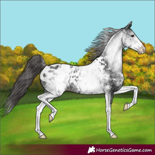 Horse Color:White Spotted Black Appaloosa Rabicano 