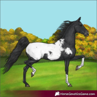 Horse Color:Black Tobiano Snowcap