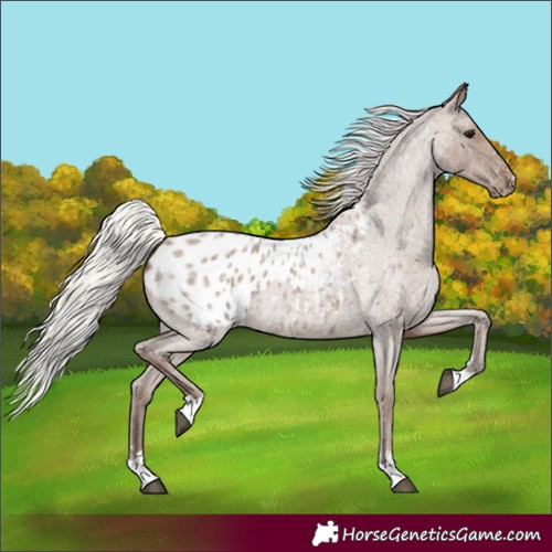 Horse Color:Silver Blue Roan Appaloosa Rabicano 