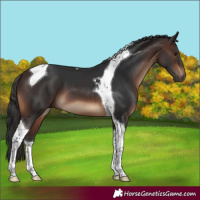 Horse Color:Brown Tobiano 
