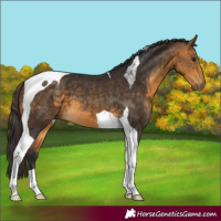 Horse Color:Buckskin Tobiano 