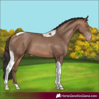 Horse Color:Sable Champagne Tobiano