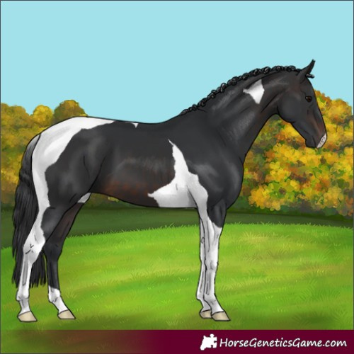 Horse Color:Brown Tobiano 