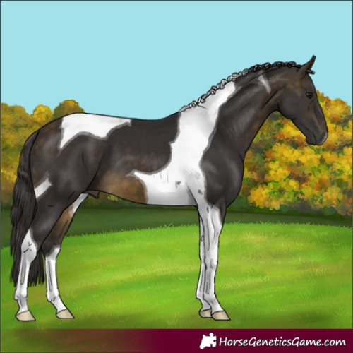 Horse Color:Buckskin Tobiano 