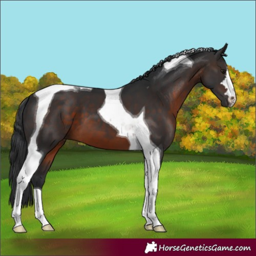 Horse Color:Brown Tobiano 