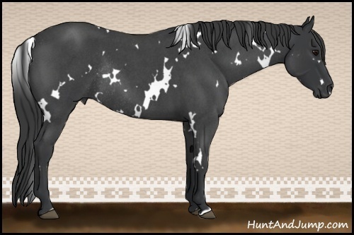 Horse Color:White Spotted Blue Roan Rabicano 