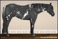 Horse Color:White Spotted Blue Roan Rabicano 