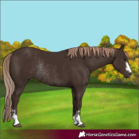 Horse Color:Liver Chestnut Rabicano 