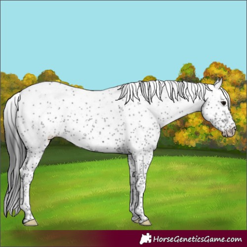 Horse Color:Black Sabino Rabicano 