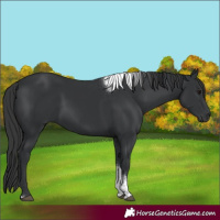 Horse Color:Black Tobiano Rabicano 