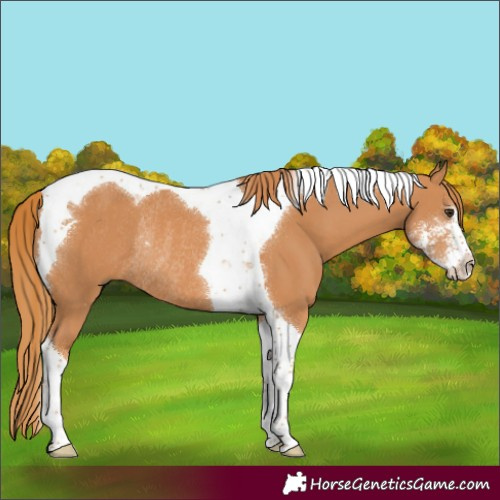Horse Color:Chestnut Sabino Tobiano Rabicano 