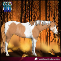 Horse Color:Chestnut Sabino Tobiano Rabicano