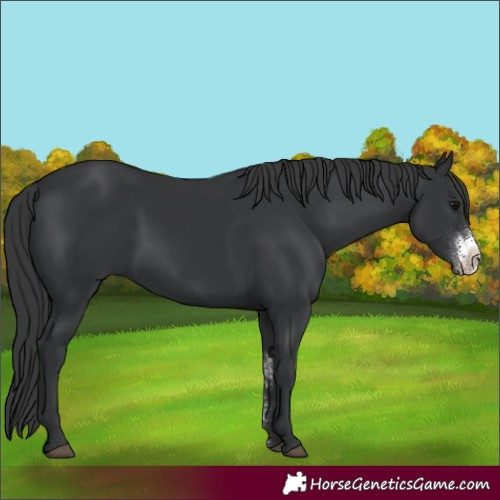 Horse Color:Black Sabino 