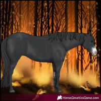 Horse Color:Black Sabino 