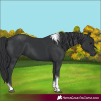 Horse Color:Black Tobiano Rabicano