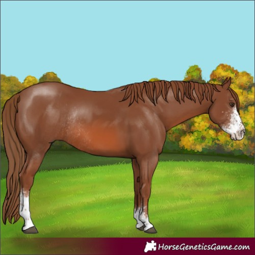 Horse Color:Chestnut Sabino Rabicano 