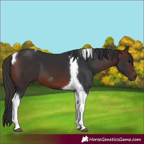 Horse Color:Brown Tobiano 