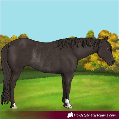 Horse Color:Liver Chestnut Rabicano 