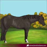 Horse Color:Liver Chestnut Rabicano